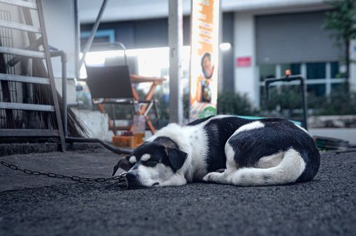 In Piemonte arriva il testo unico sul benessere animale: via la catena e lotta al randagismo. In Piemonte arriva il testo unico sul benessere animale: via la catena e lotta al randagismo.