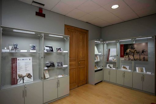 Foto pagina FB Museo Archeologia e Paleontologia Carlo Conti