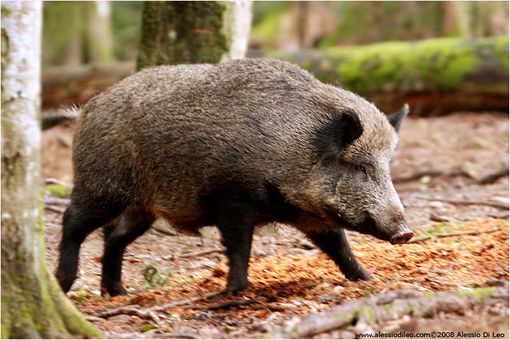 Peste Suina Africana, ammessa la caccia al cinghiale nelle province di Novara, Vercelli, Torino e Biella