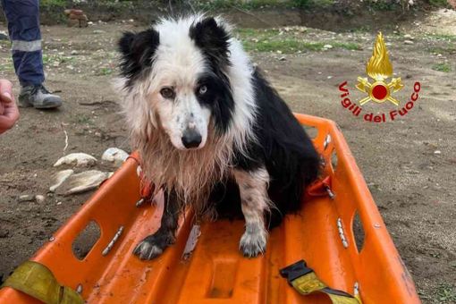 Finisce nelle acque della roggia Molinara, salvato dai Vigili del Fuoco Finisce nelle acque della roggia Molinara, salvato dai Vigili del Fuoco