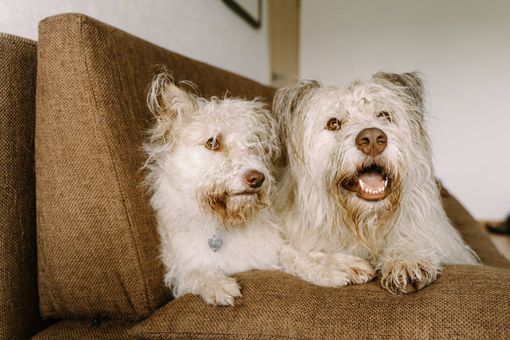 Pulci e Zecche: Conoscerle, Prevenirle e Combatterle per il Bene dei Nostri Animali Domestici. Pulci e Zecche: Conoscerle, Prevenirle e Combatterle per il Bene dei Nostri Animali Domestici.