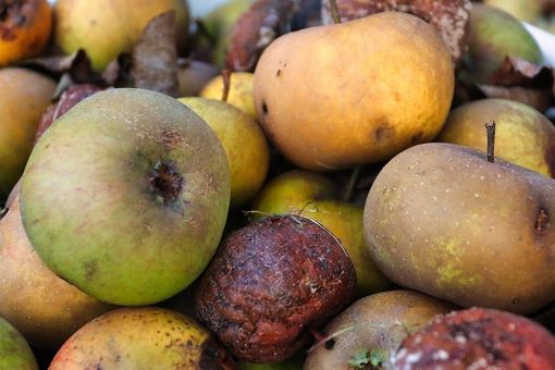 Giornata nazionale di prevenzione dello spreco alimentare, le iniziative in Piemonte