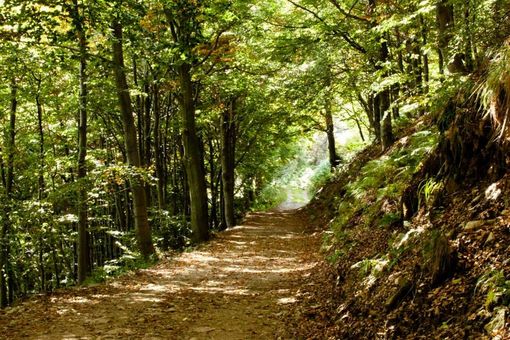 Foreste, oltre 8 milioni aggiunti ai bandi per ripristino e prevenzione dei danni da calamità naturali Foreste, oltre 8 milioni aggiunti ai bandi per ripristino e prevenzione dei danni da calamità naturali
