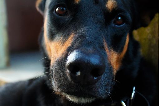 “La museruola, strumento di tortura o salvavita?”: la parola all'esperto “La museruola, strumento di tortura o salvavita?”: la parola all'esperto