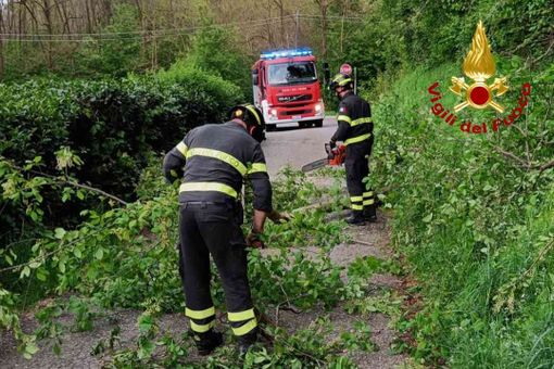 Taglio piante a Serravalle Sesia, intervengono i Vigili del Fuoco Taglio piante a Serravalle Sesia, intervengono i Vigili del Fuoco