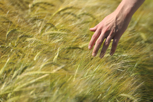 Grano, cresciute le importazioni del 28%: dati allarmanti per l'agricoltura piemontese