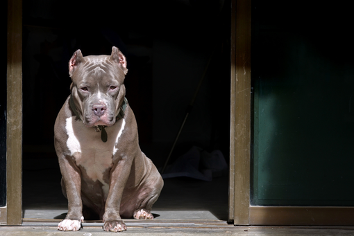 Dal Nord-ovest: aggredito da un pitbull mentre si allena: grave un 36enne di Cuneo - Foto di repertorio. Dal Nord-ovest: aggredito da un pitbull mentre si allena: grave un 36enne di Cuneo - Foto di repertorio.