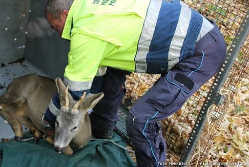 Foto di repertorio Foto di repertorio