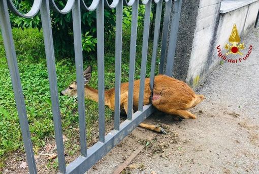 Borgosesia: Capriolo incastrato in un cancello, liberato e rimesso in libertà