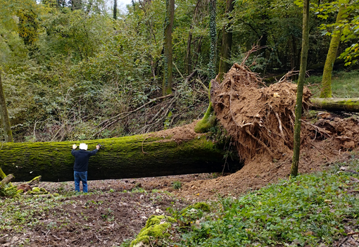 Quercia secolare crolla nei boschi di Villa del Bosco Quercia secolare crolla nei boschi di Villa del Bosco
