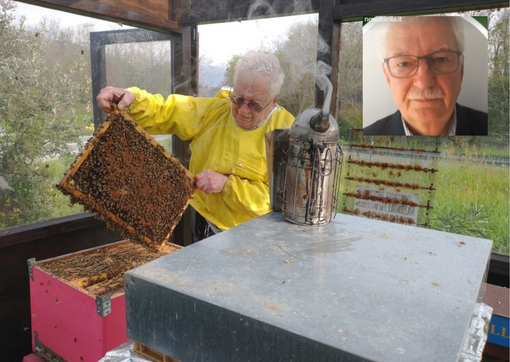 Giornata Mondiale delle api: nel Biellese raccolta dell'acacia finalmente abbondante dopo anni difficili