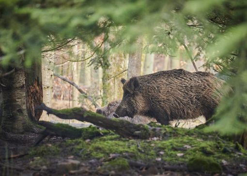 Caccia e peste suina, Bongioanni: &quot;Prolungato di un mese il calendario di caccia al cinghiale&quot;