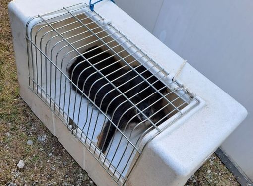 Monte Rosa, recuperato il cane dell’escursionista disperso Monte Rosa, recuperato il cane dell’escursionista disperso