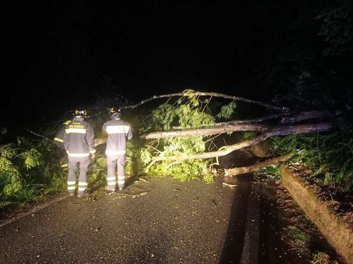 Pianta sulla strada tra Coggiola e Portula (foto di repertorio) Pianta sulla strada tra Coggiola e Portula (foto di repertorio)
