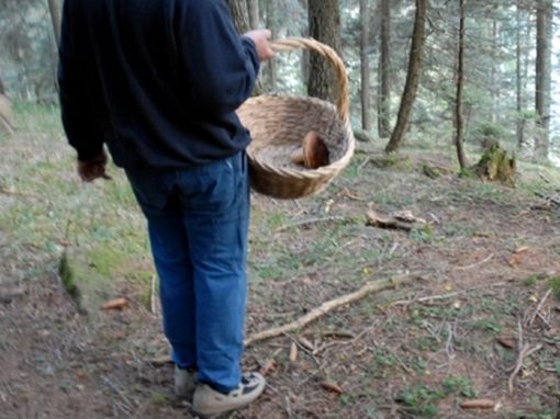 Boom di accessi al pronto soccorso per intossicazione da funghi Boom di accessi al pronto soccorso per intossicazione da funghi