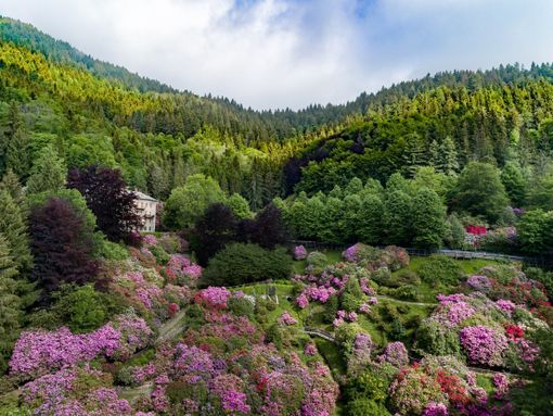 L'Oasi Zegna riparte dalle splendide fioriture spontanee e della Conca dei Rododendri FOTO