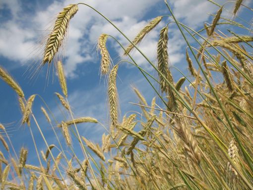 Salvi i pozzi per irrigazione agricola, dalla Regione un uso razionale delle risorse idriche (foto di repertorio)