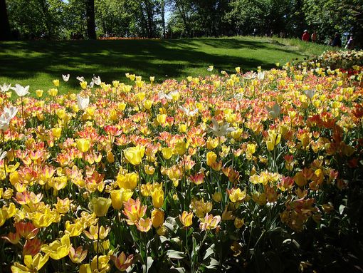 Varallo: Abitare Insieme in Cerca di Logo Varallo: Abitare Insieme in Cerca di Logo