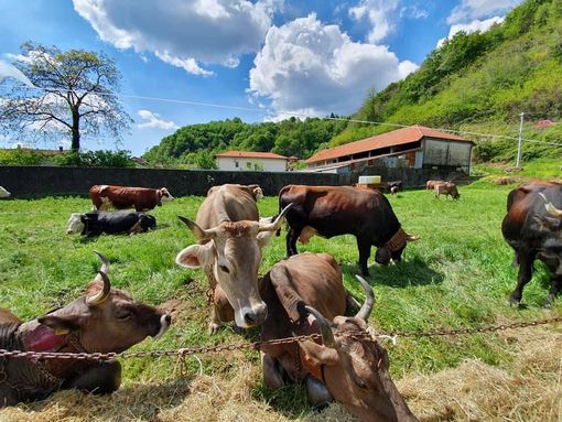 Un successo la Fiera di Isolella Un successo la Fiera di Isolella