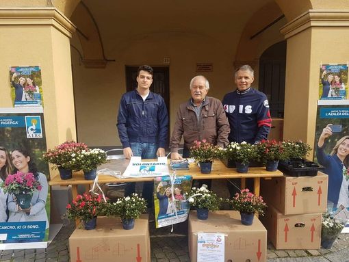 Un successo la raccolta Airc: 160 azalee della ricerca andate esaurite a Coggiola e Pray