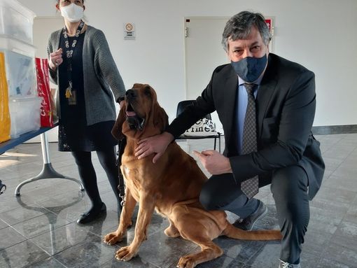 Cani anticovid, progetto pilota a Cuneo. Icardi: "Metodo innovativo, pronti all'impiego sul campo" Cani anticovid, progetto pilota a Cuneo. Icardi: "Metodo innovativo, pronti all'impiego sul campo"