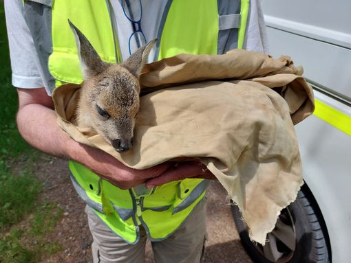Cucciolo di capriolo  tratto in salvo nei boschi di Portula FOTO