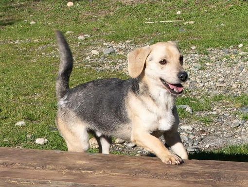 Ci sono tanti cani ma ci sono anche io Rocky! mi porti a casa con te?