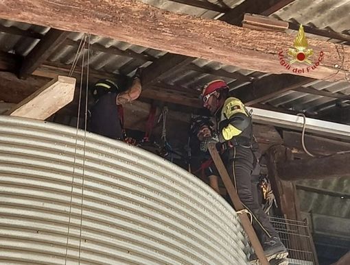 Gufetti restano intrappolati: a salvarli ci pensano i Vigili del Fuoco