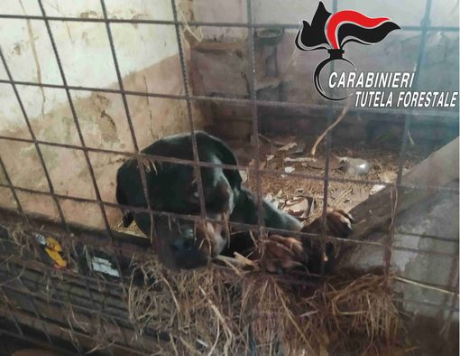 Sporchi, al buio e denutriti: 16 cani salvati dai carabinieri
