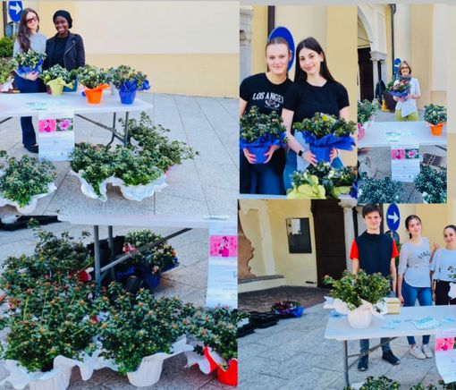 Grande successo per le azalee di Igea: tra i volontari anche gli studenti di Varallo.