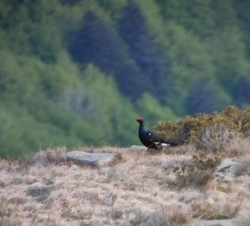 Valsesia, tre nuovi studi sullo stato della fauna nelle aree protette Valsesia, tre nuovi studi sullo stato della fauna nelle aree protette