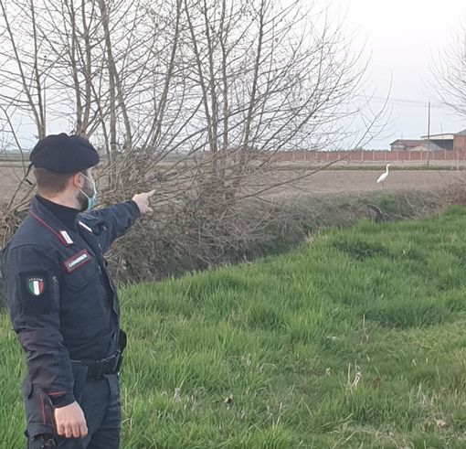 Cattura airone bianco maggiore, forse per rivenderlo: nei guai 29enne