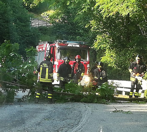 Maltempo, cade sulla strada una pianta: ad Ailoche arrivano i Vigili del Fuoco (foto di repertorio)
