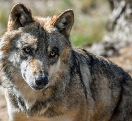 Tutela del lupo, il Piemonte scriverà al ministero