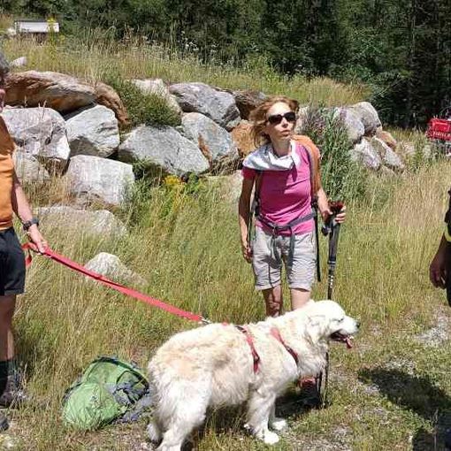 Dal nord ovest: sfugge ai padroni e precipita in un rio sul Monte Rosa, golden retriver recuperato dal'elicottero dei Vigili del fuoco