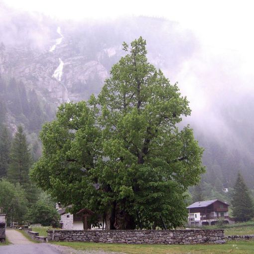 Giornata nazionale degli alberi: il Piemonte amplia il numero delle piante monumentali