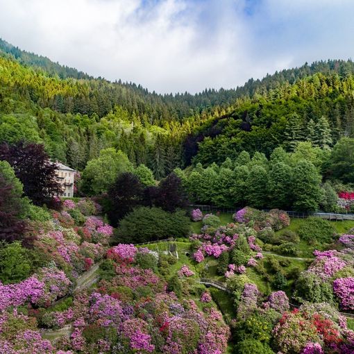 L'Oasi Zegna riparte dalle splendide fioriture spontanee e della Conca dei Rododendri FOTO