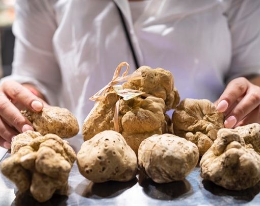 Il tartufo, nuova materia di studio all'Alberghiero in Piemonte