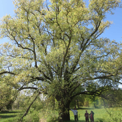 Nel vercellese 9 alberi monumentali: ecco dove si trovano