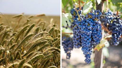 Produzioni agroalimentari e vitivinicole: nuovo bando della Regione Piemonte.