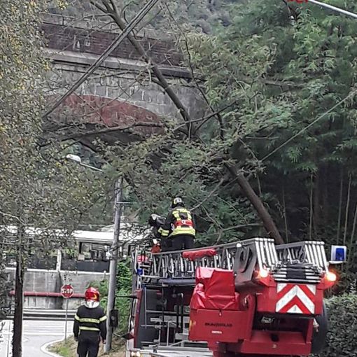 Borgosesia: alberi in bilico sopra la strada, intervenuti i Vigili del Fuoco