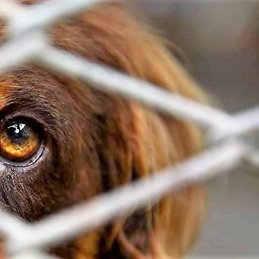 Coronavirus, il Garante degli animali: “Non abbandonateli”