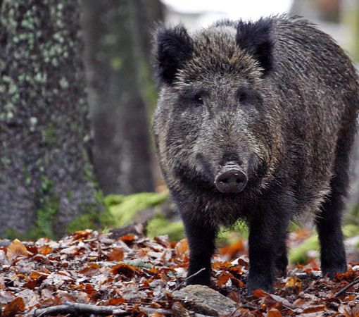 Allarme ungulati in bassa Valsesia