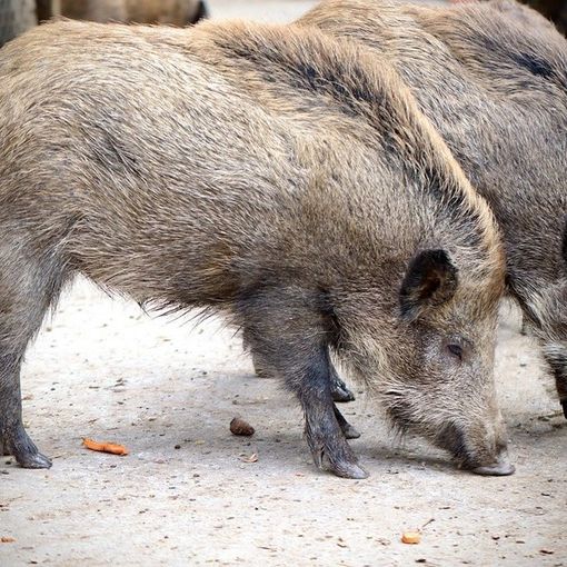 Masserano, cinghiali attraversano la strada e urtano un'auto: illeso un uomo di Gattinara (foto di repertorio)