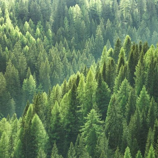 Festa dell’Albero 2019: piantumazioni contro l’emergenza climatica