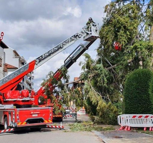 Gattinara, cade grosso albero in corso Valsesia. Vigili del Fuoco in azione FOTO e VIDEO