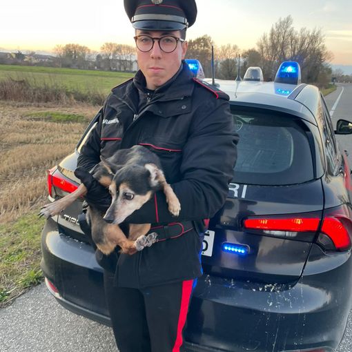 La fuga di un cagnolino finisce bene; I Carabinieri lo trovano e lo riconsegnano alla proprietaria