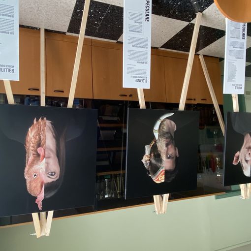 Al Liceo Ferrari di Borgosesia la mostra fotografica Speculare
