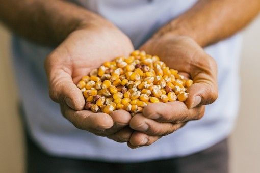 Biella, Azienda Agricola Vallini: dalla coltivazione di cereali alle farine tra tradizione ed innovazione.