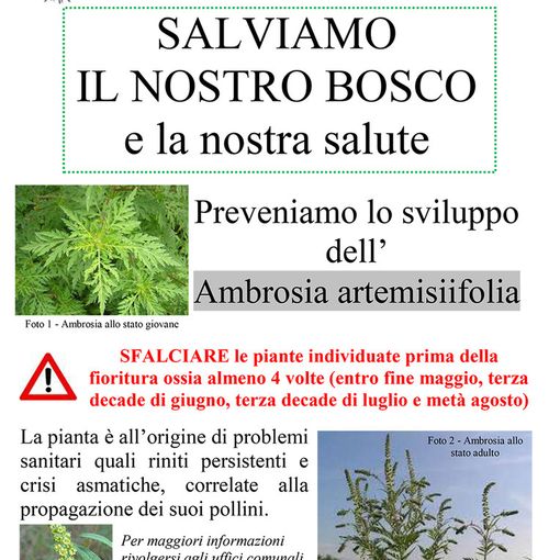 Lozzolo: Comunicato sulla prevenzione di allergopatie derivanti da Ambrosia artemisiifolia